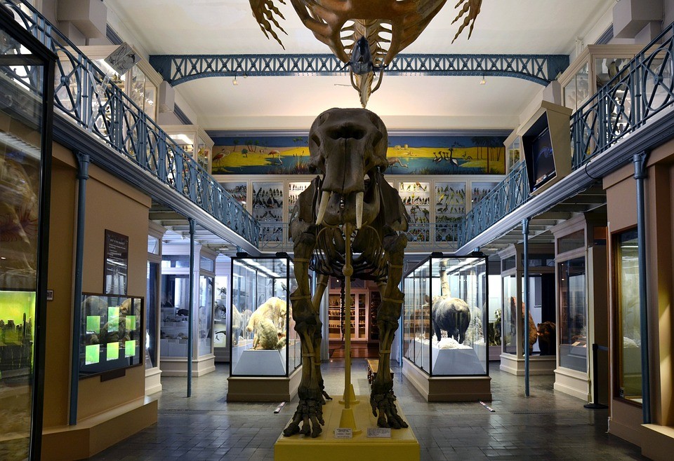 The Natural History Museum, Paris