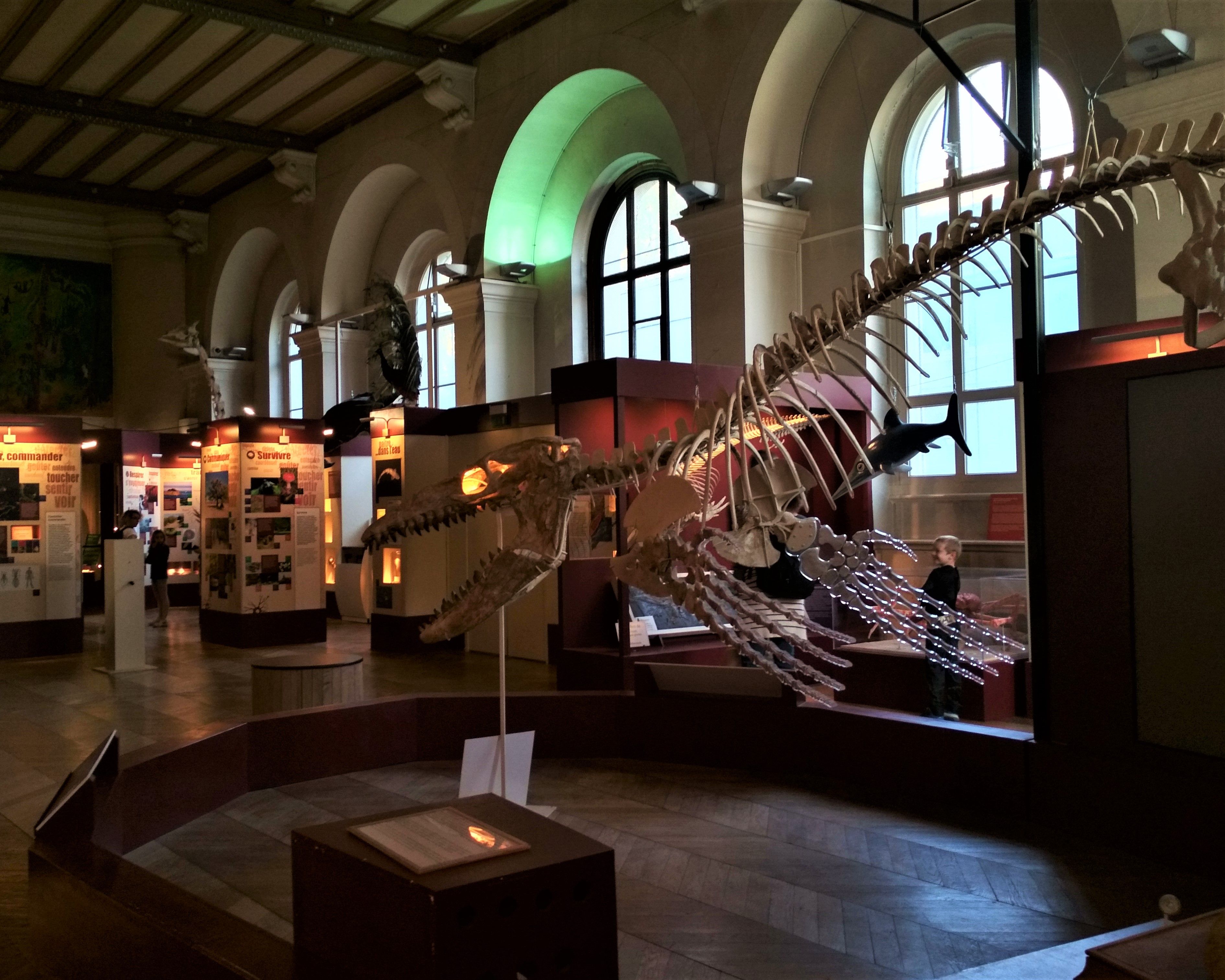 Muséum d’Histoire Naturelle, Marseille: All Year