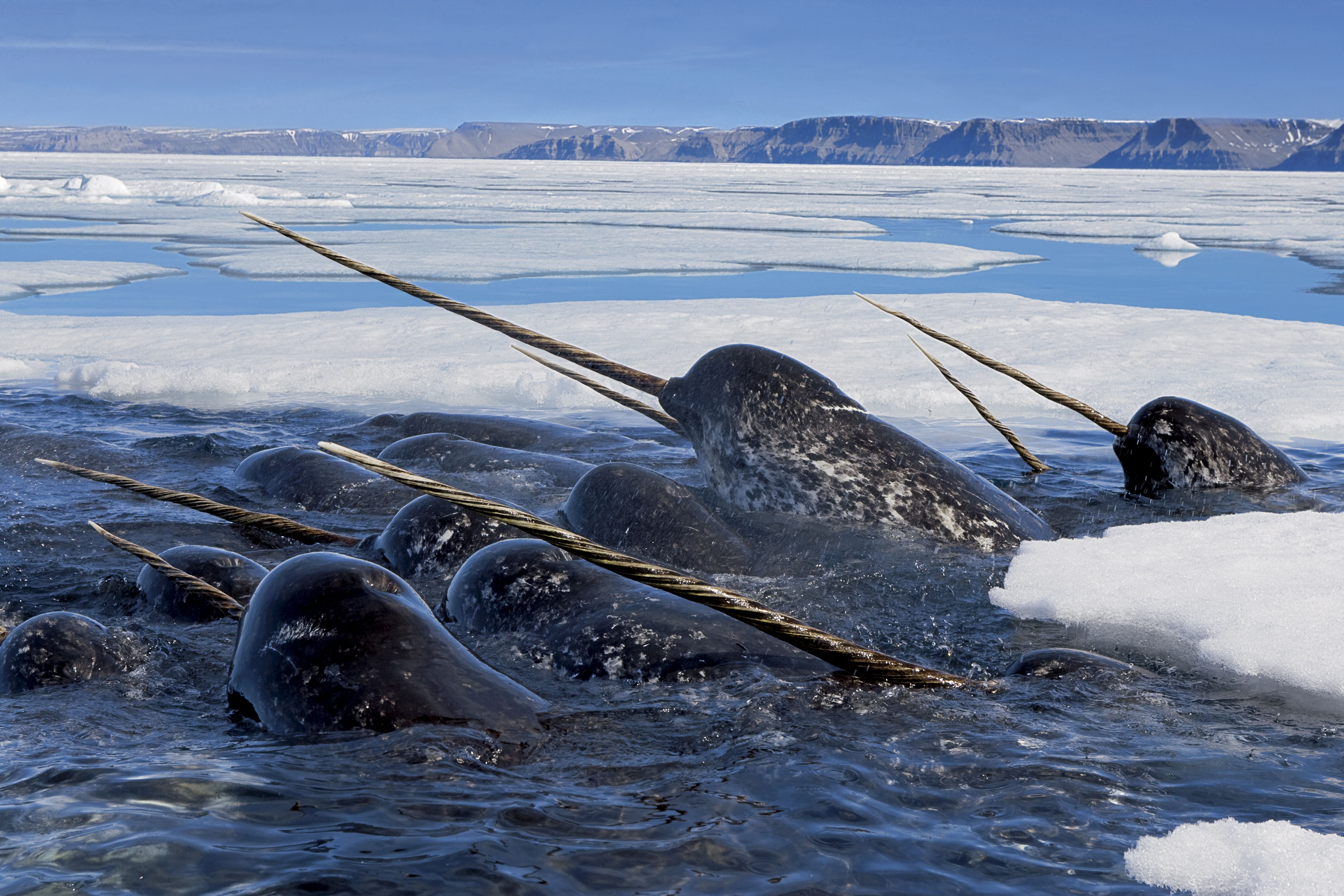 Ледовитые обитатели океана. Нарвал морской Единорог. Нарвал – кит-Единорог. Нарвал ареал. Нарвал Арктика.