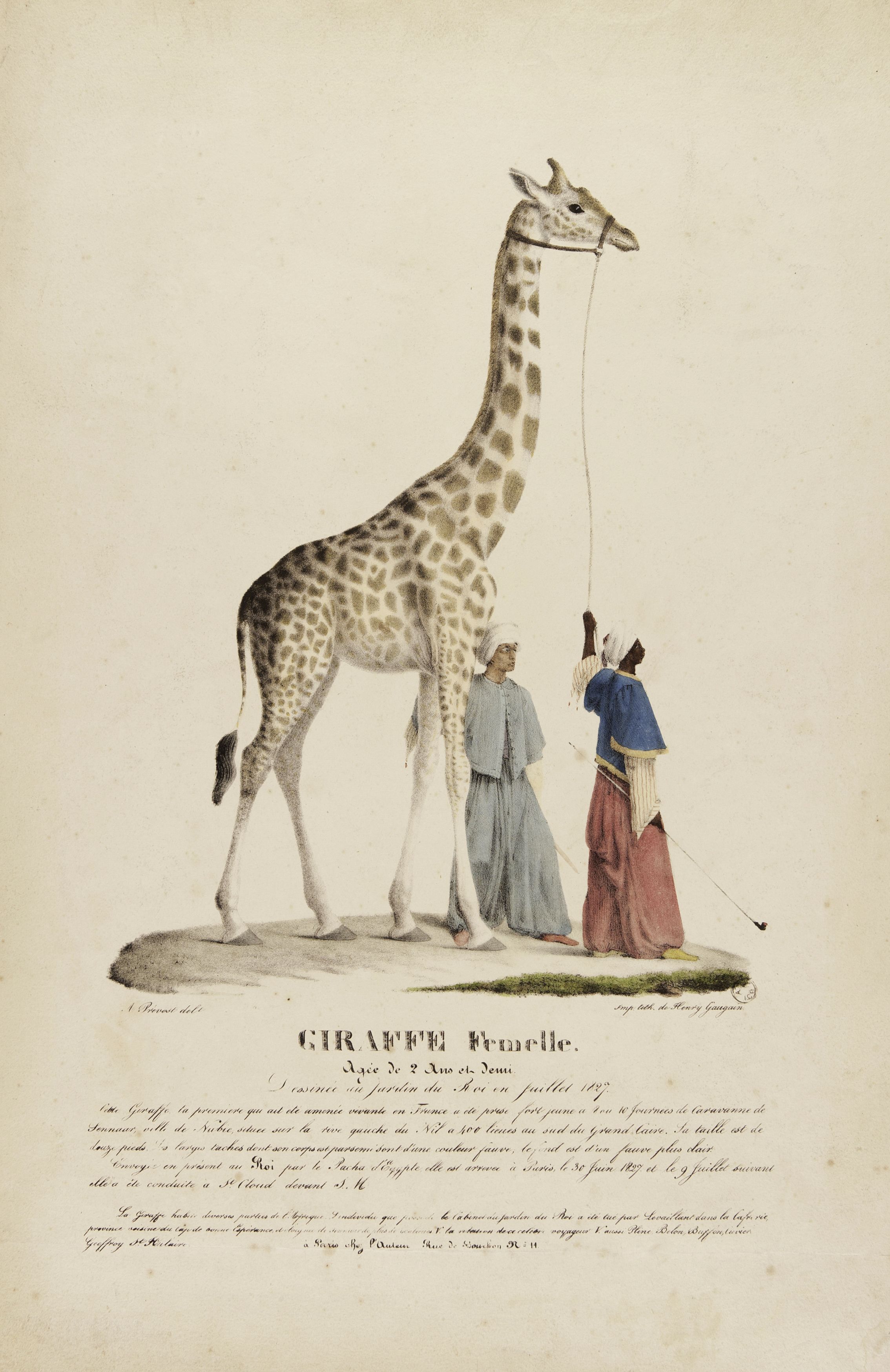 G_Girafe femelle âgée de 2 ans et demi - Paris 1827 © Mucem