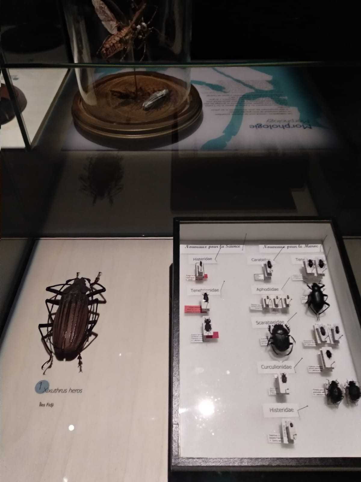 Exhibition, Coléoptères, insectes extraordinaires, Musée des Confluences, Lyon: 21 December 2018-28 June 2020