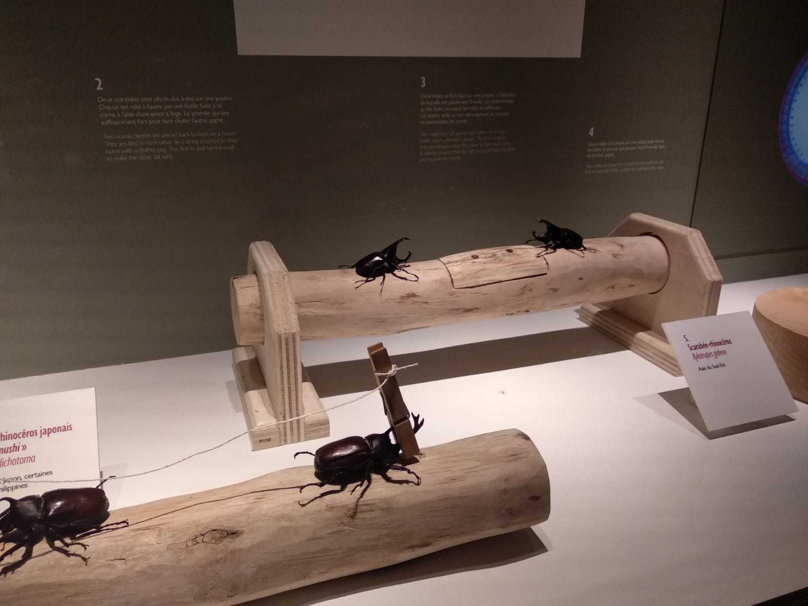 Exhibition, Coléoptères, insectes extraordinaires, Musée des Confluences, Lyon: 21 December 2018-28 June 2020